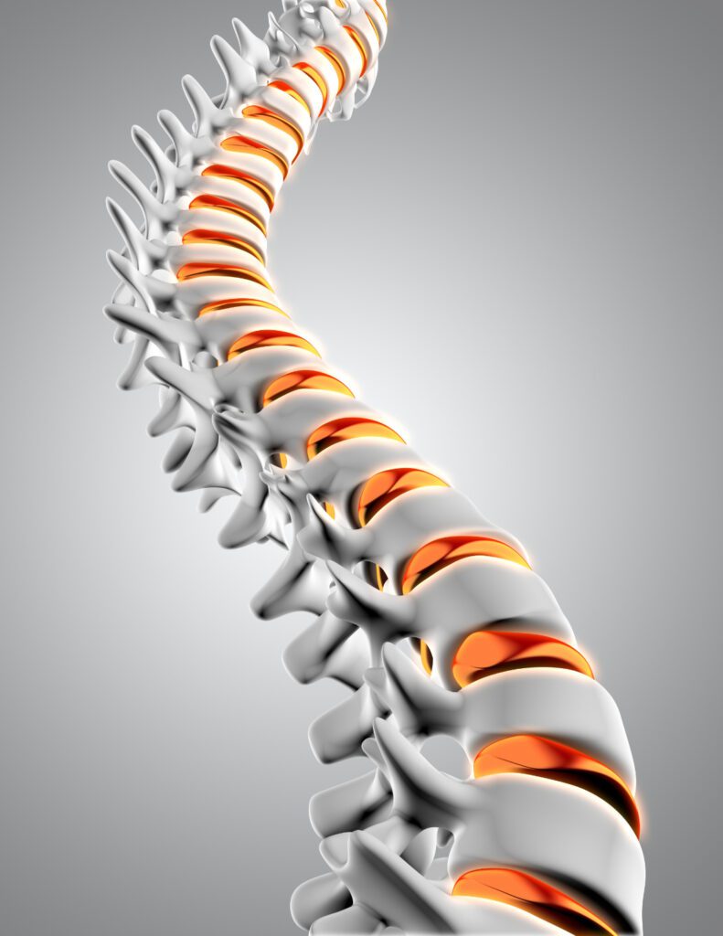 illustration of a spine